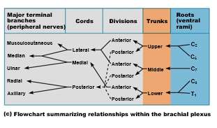 Brachial plexus flowchart