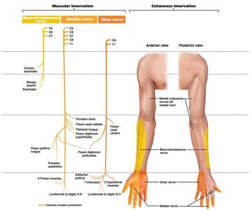 Muscular and cutaneous innervation of upper limb (yellow)