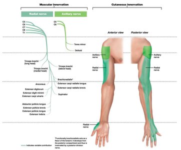 Muscular and cutaneous innervation of upper limb (green)