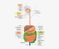 Labeled diagram of the digestive system and accessory organs