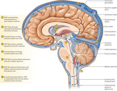 Flow of cerebrospinal fluid in the brain