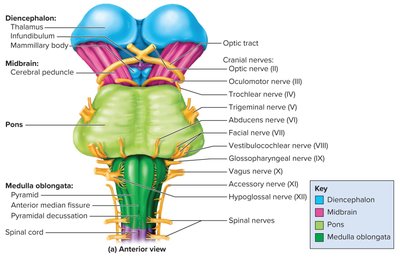 Anterior view of the brainstem