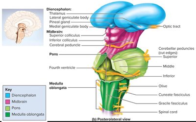 Posterolateral view of the brainstem