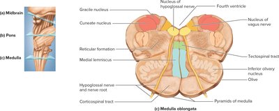 Cross section of the medulla oblongata