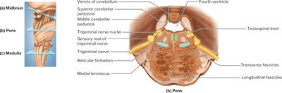 Cross section of the pons