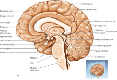 Medial aspect of the brain showing midbrain