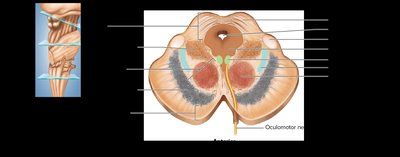 Cross section of the midbrain