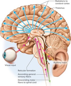 Reticular formation in the brainstem