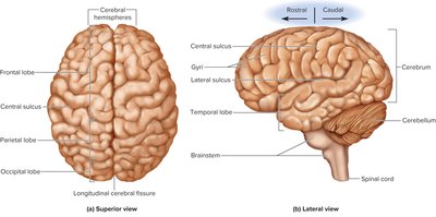 Surface anatomy of the brain: superior and lateral views