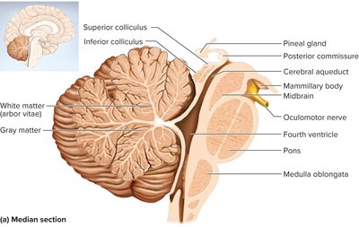 Median section of the cerebellum