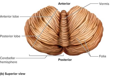Superior view of the cerebellum