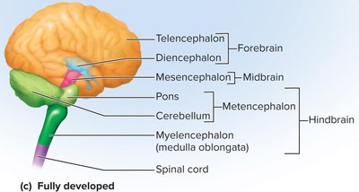 Components of the forebrain