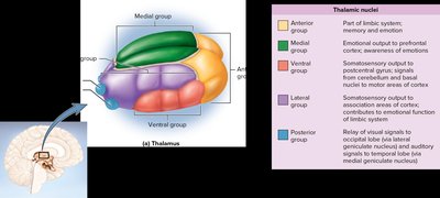 Thalamic nuclei and their functions