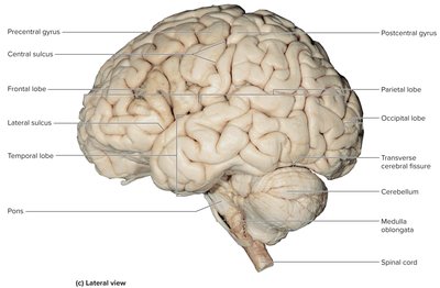 Lateral view of the brain with labeled gyri, sulci, and lobes