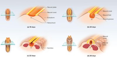 Formation of the embryonic neural tube