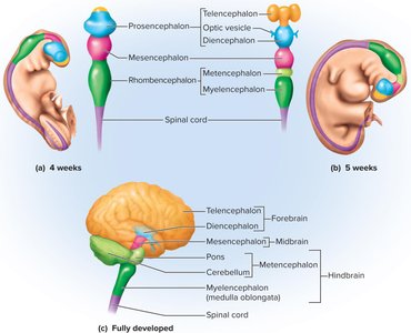 Primary and secondary vesicles of the embryonic brain