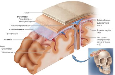The meninges of the brain