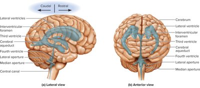 Ventricles of the brain: lateral and anterior views