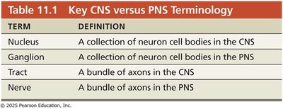 Comparison of structural classes of neurons