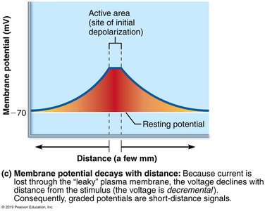 Decay of membrane potential with distance