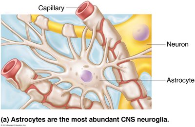 Astrocyte supporting neurons and capillaries