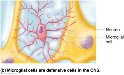 Microglial cell near neuron