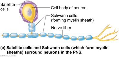 Satellite and Schwann cells in the PNS
