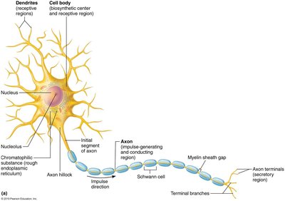 Dendrites and axon structure in a motor neuron