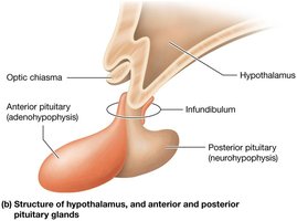 Structure of hypothalamus, anterior and posterior pituitary glands