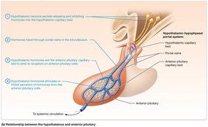 Oxytocin action in mammary glands and uterus