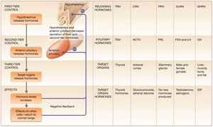 Multi-tiered negative feedback control of hypothalamus, anterior pituitary, and target organs