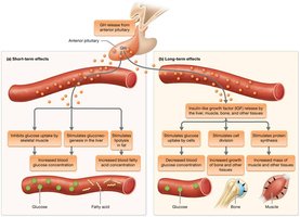 Effects of growth hormone (GH)