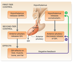 Regulation of growth hormone (GH) release