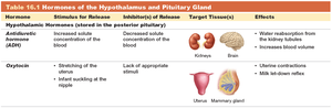 Table 16.1 Hormones of the Hypothalamus and Pituitary Gland