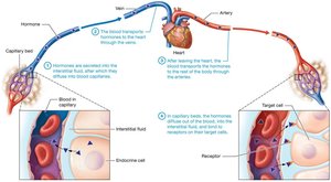 Overview of hormone secretion and distribution by the blood