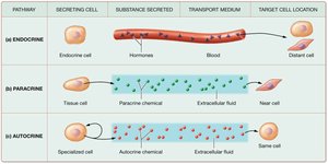 Three basic signaling pathways: endocrine, paracrine, autocrine