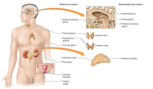 Overview of the endocrine organs