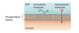 Hydrophilic vs. hydrophobic hormone interaction with cell membrane