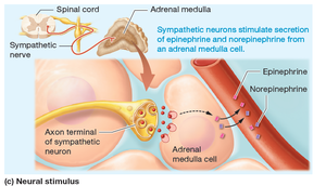 Humoral and neural stimulus for hormone secretion