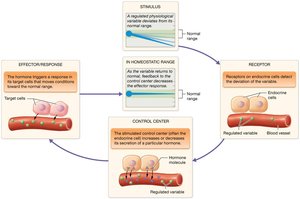 Regulation of hormone secretion by negative feedback loops