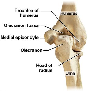 Elbow joint, posterior view
