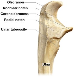 Lateral view of the ulna showing the trochlear notch