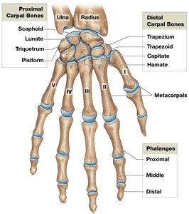 Posterior view of the right wrist and hand bones