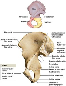 Medial view of the right hip bone