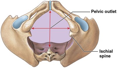 Inferior view of the pelvis showing pelvic outlet