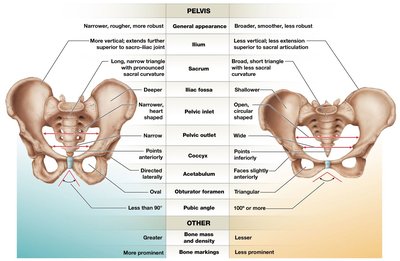 Sex differences in the human pelvis