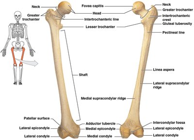 Anterior and posterior surfaces of the right femur