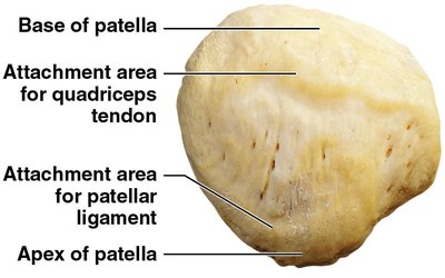 Anterior view of the right patella
