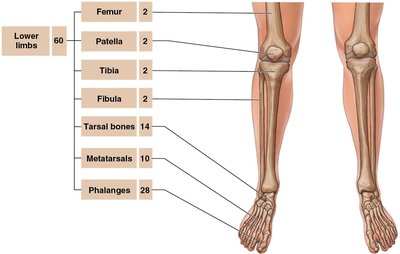 Anterior view of the lower limb bones with bone counts