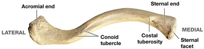 Inferior view of the right clavicle